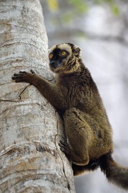France, Ile de Mayotte, Grande-Terre, Kani-Keli, le Jardin Maoré à la plage de N’Gouja, Lémur fauve (Eulemur fulvus mayottensis) appelé aussi maki