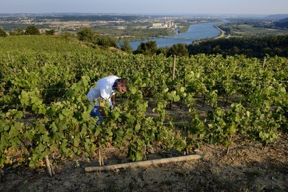 France, Loire (42), Parc Naturel Régional du Pilat, le domaine du Monteillet Stéphane Montez, Stéphane Montez dans ses vignes surplombant le Rhône