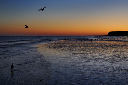 France, Seine-Maritime (76), Veules-les-Roses, goélands sur la plage et les falaises à l'aube