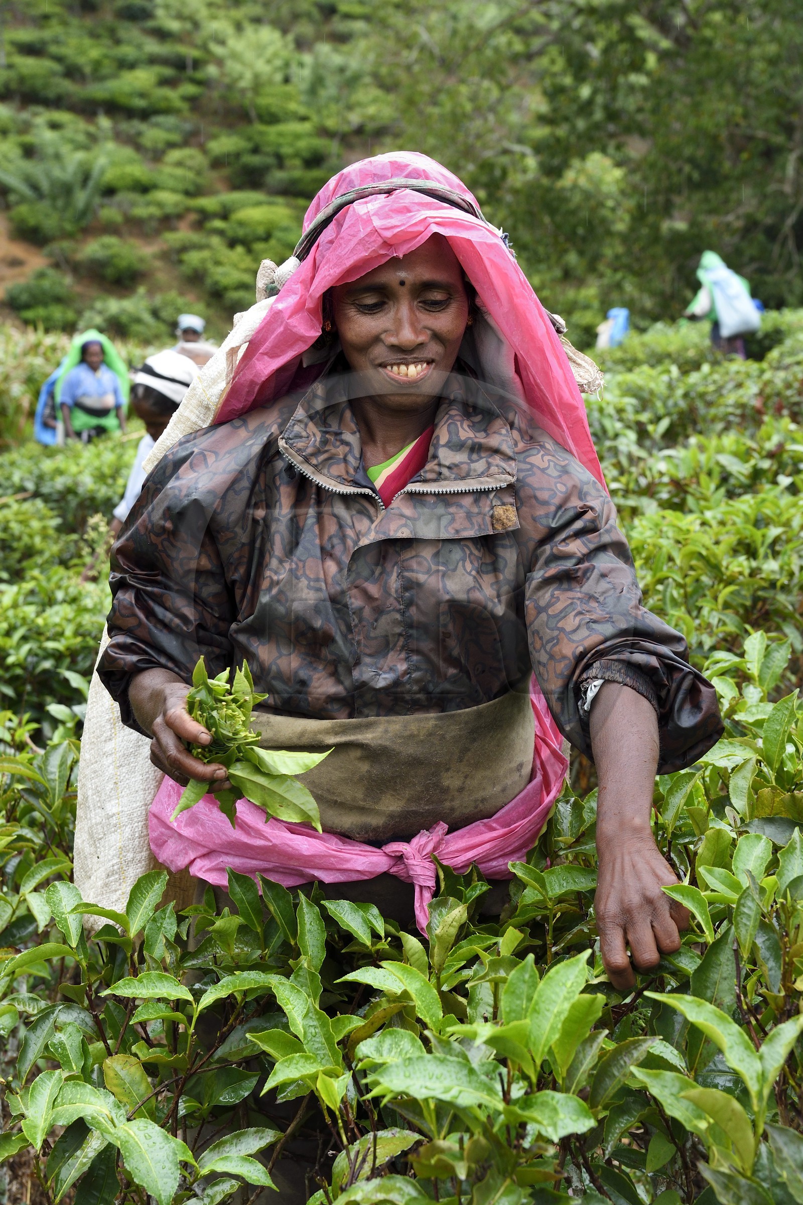 Sri Lanka, Province d'Uva, Bandarawela, femme tamoul travaillant à la cueillette des feuilles dans une plantation de thé