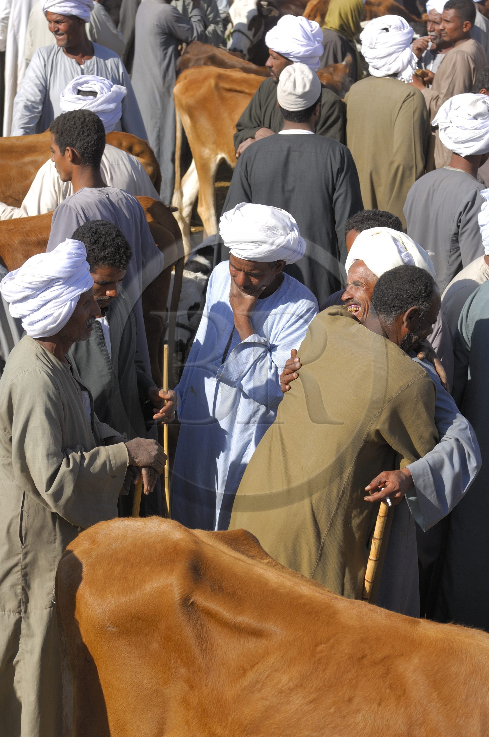 Egypt, Upper Egypt, Daraw in North Aswan, cows market