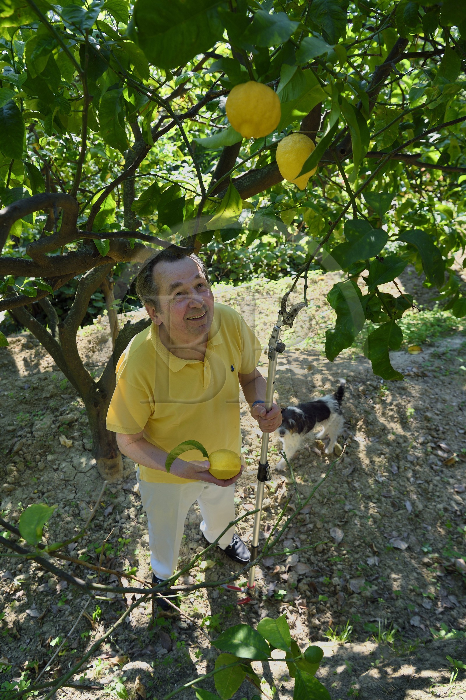 France, Alpes-Maritimes (06), Menton, le domaine de la Citronneraie, son créateur François Mazet, le Citron de Menton n’est pas ciré et ne subit aucun traitement chimique après la récolte