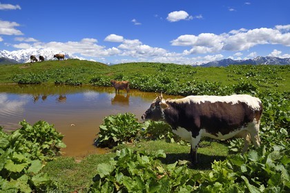 Géorgie, Haute Svanétie (Zemo Svaneti), Mestia, vache au bord d'un petit lac sur les contrefort du mont Ouchba (Ushba)