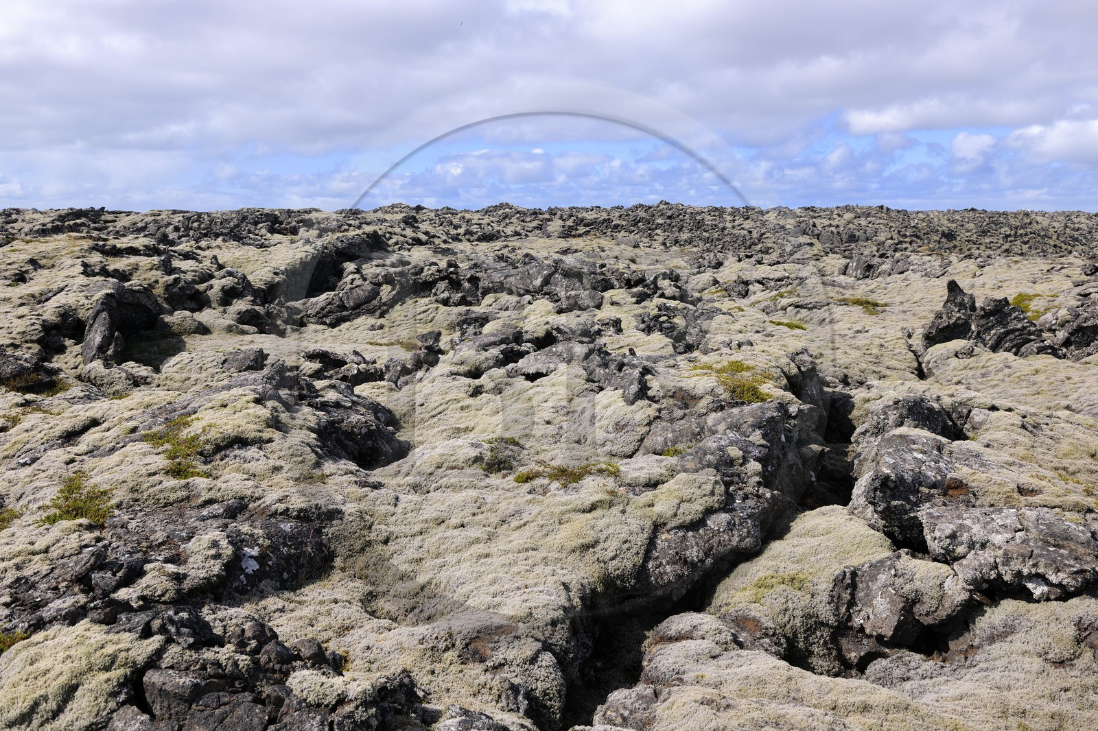 Islande, Grindavik, ancien champ de lave recouvert de mousse