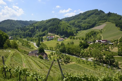 Allemagne, Bade-Wurtemberg, le vignoble à Durbach