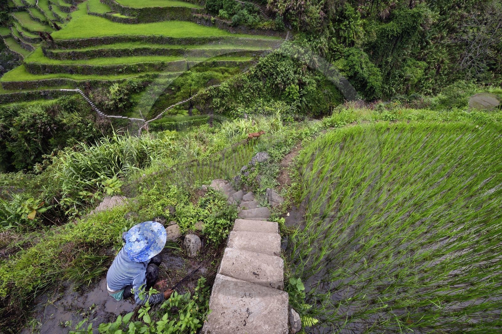 Philippines, province d'Ifugao, les rizières en terrasses de Banaue autour du village de Cambulo, classées Patrimoine Mondial de l'UNESCO, Daria Faith Wingin 32 ans, mariée et mère de deux enfants, débroussaille une parcelle pour replanter