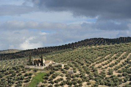 Espagne, Andalousie, province de Jaén, ferme dans un champs d'oliviers