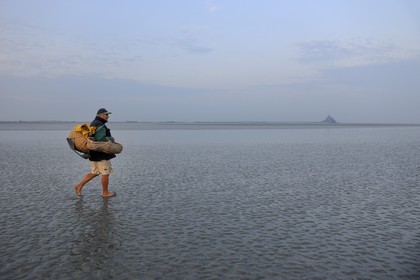 France, Manche, Bay of Mont Saint Michel, strand fisherman Guy Jugan on his way to lift his nets full of Crangon crangon shrimps (grey shrimp)