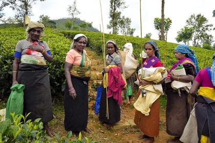 Sri Lanka, province du centre, Dalhousie, femmes tamoul travaillant à la cueillette des feuilles dans une plantation de thé