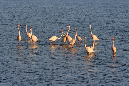 France, Aude (11), Narbonne, les Corbières, Gruissan, Flamants roses (Phoenicopterus roseus)