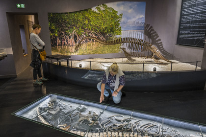 France, Aveyron (12), Millau, musée de Millau et des Grands Causses installé dans l'Hotel de Pegayrolles, au sol ossement fossiles dans leur position de découverte, occitanosaurus tournemirensis, Elasmosaure de Tournemire