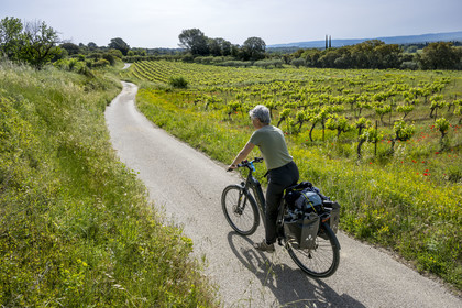 France, Vaucluse, Dentelles de Montmirail mountains, Beaumes de Venise, electric bike ride between vineyards and olive trees on small roads