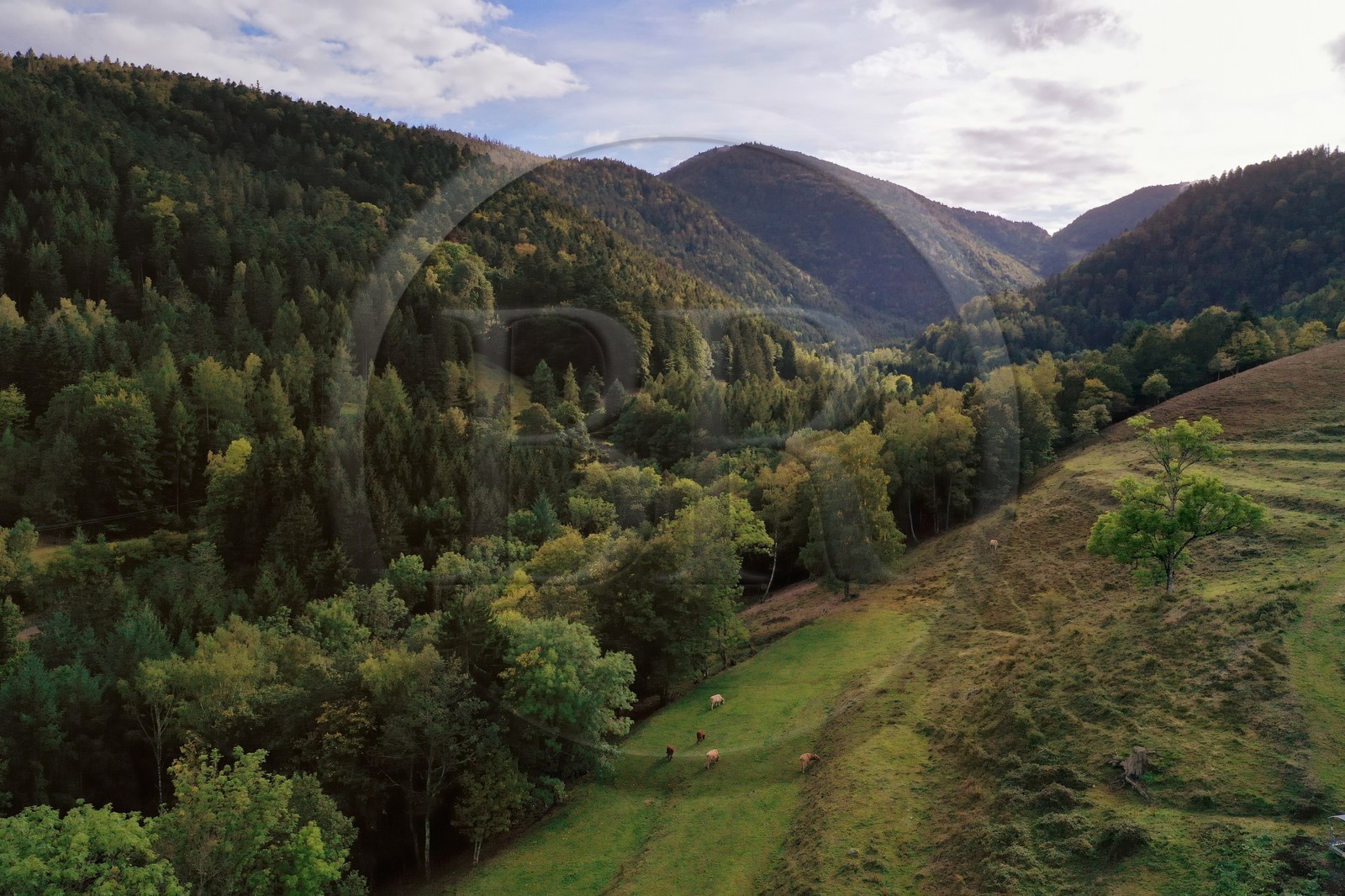 France, Haut-Rhin (68), Parc naturel r