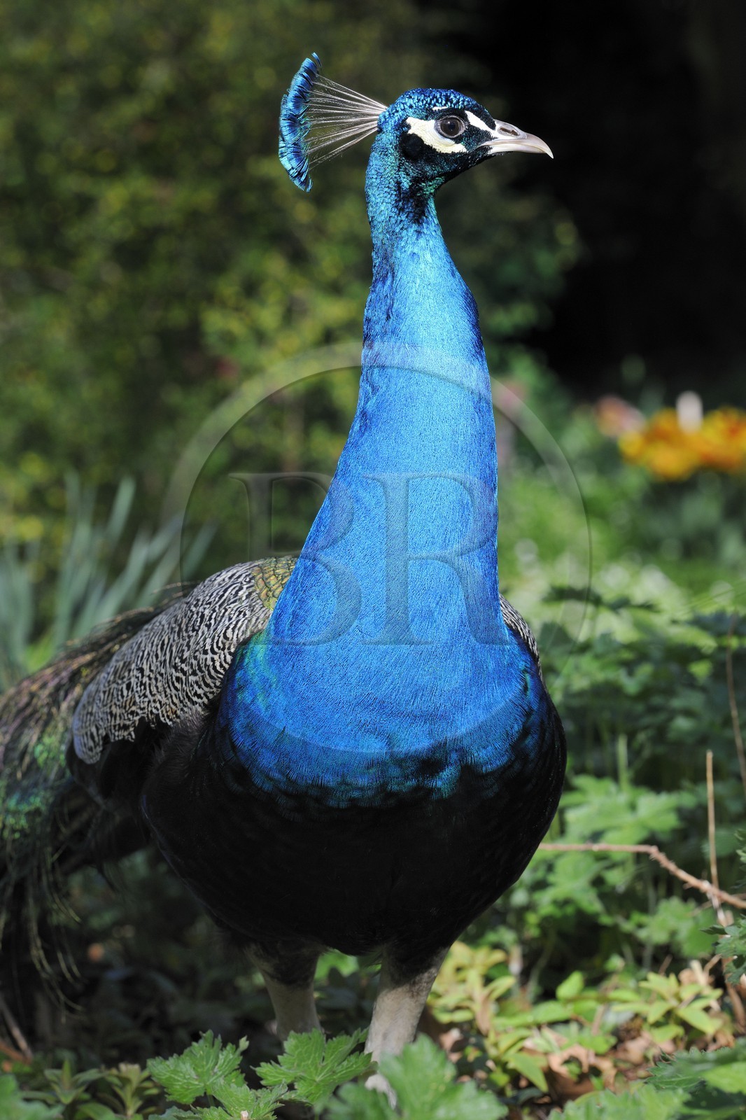 France, Paris (75), le Bois de Boulogne, parc de Bagatelle, paon