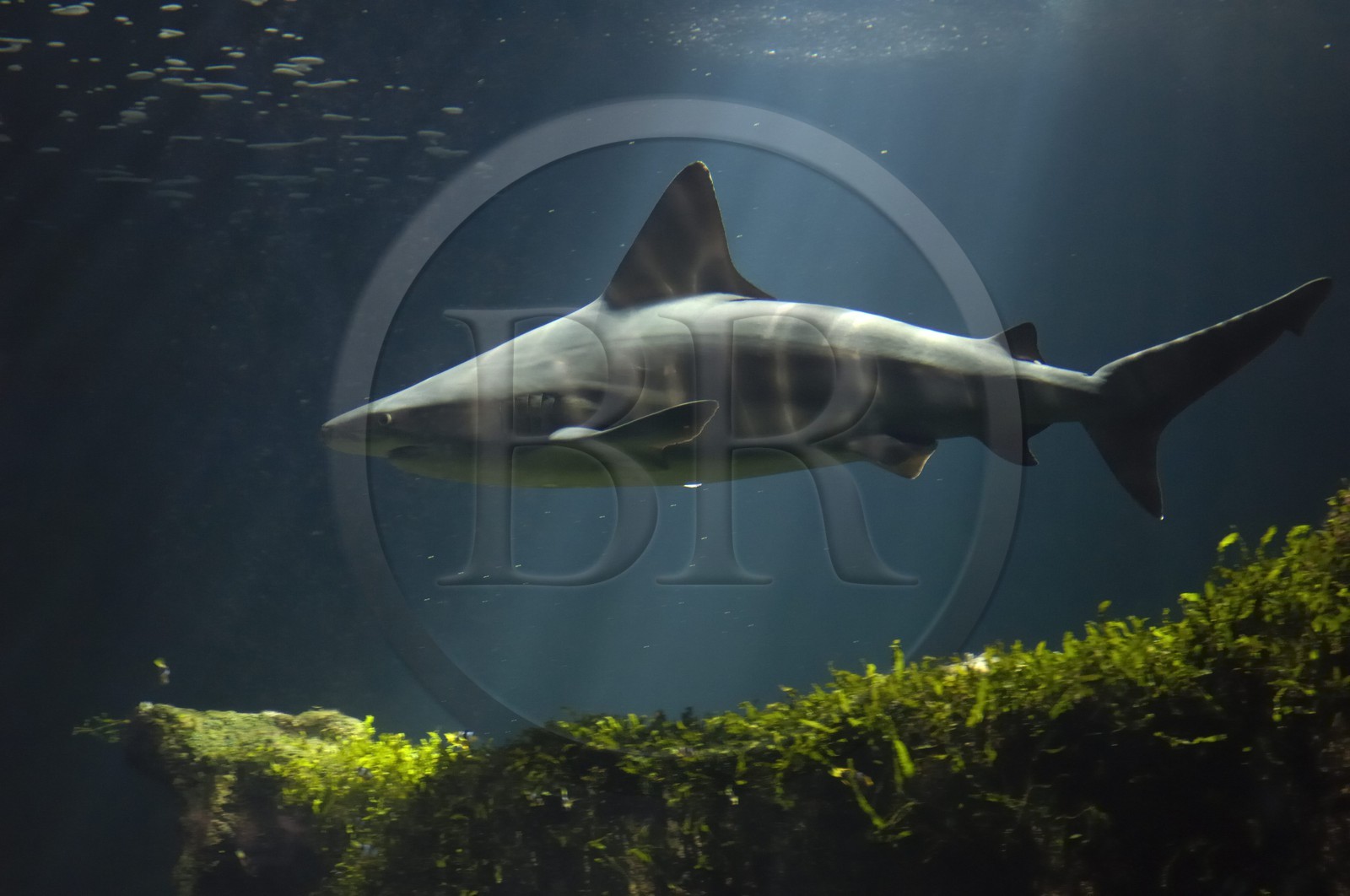 France, Charente-Maritime (17), La Rochelle, l'Aquarium, le grand aquarium des requins