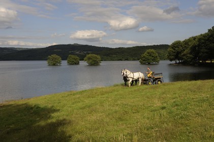 France, Nièvre (58), lac de Pannecière, Alain Perruchot agriculteur et éleveur de chevaux au commande de son attelage