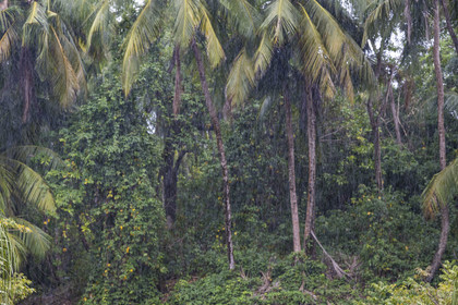 France, Guyane, Kourou, Iles du Salut, Ile Royale, averse de pluie tropicale