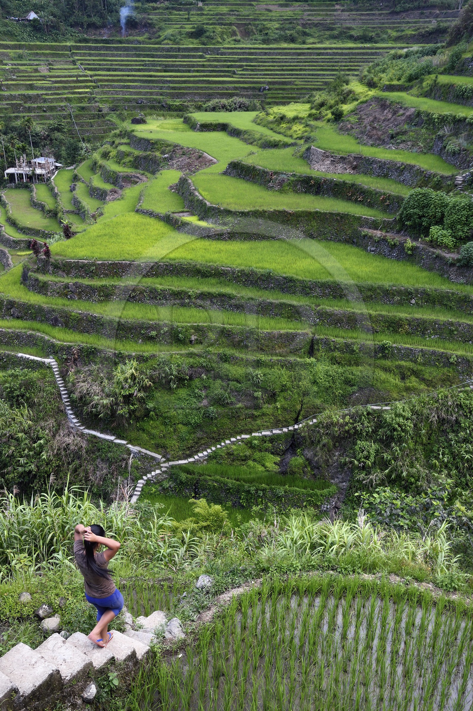 Philippines, province d'Ifugao, les rizières en terrasses de Banaue autour du village de Cambulo, classées Patrimoine Mondial de l'UNESCO
