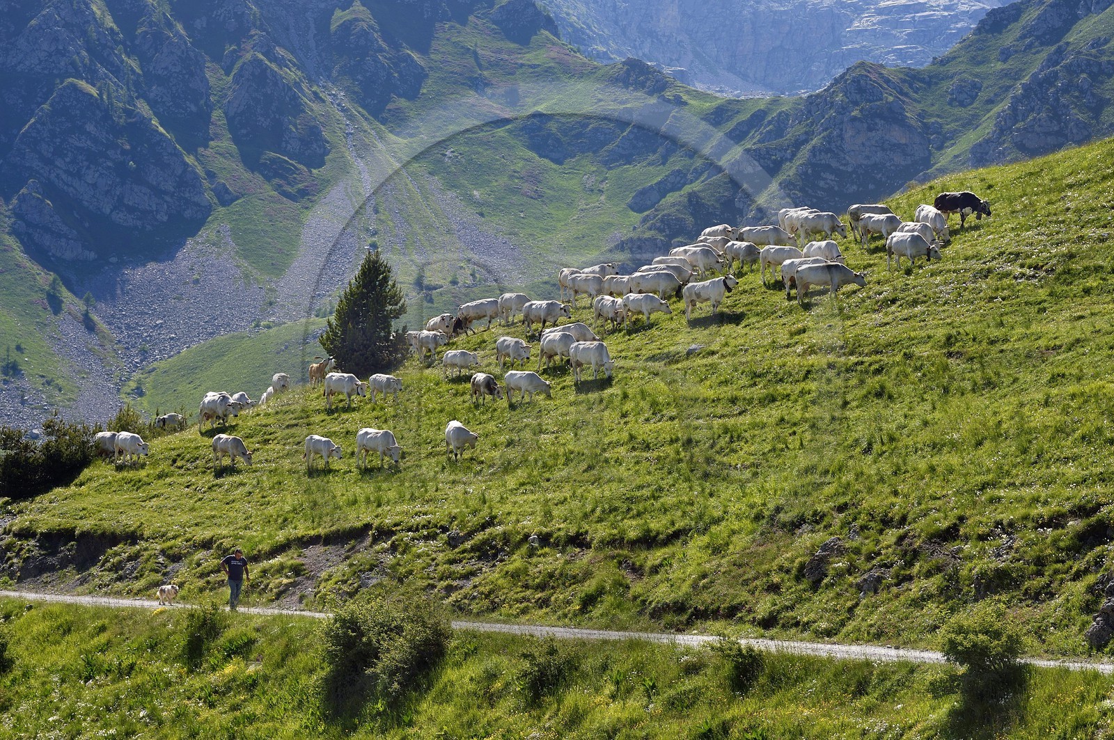 France, Alpes-Maritimes (06), vallée de la Roya (arrière-pays niçois), au pied du parc national du Mercantour, troupeau de vaches piemontaises en alpage au col de Tende et son gardien Jean-Pierro Carletto qui vient de Fossano en Italie