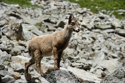 France, Alpes-Maritimes, parc national du Mercantour (Mercantour National Park), Valmasque valley, young female Alpine ibex (Capra ibex)