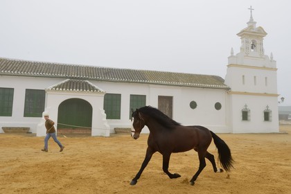 Spain, Andalusia, Seville Province, Utrera, Finca El Pinganillo, the property stud, training of an Andalusian horse also known as the Pure Spanish Horse or PRE (Pura Raza Espanola)
