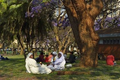 Zimbabwe, Harare, African Unity Square (anciennement Cecil Square), religieuses se reposant sous un jacaranda