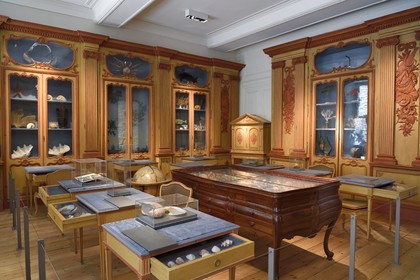 France, Charente-Maritime (17), La Rochelle, le Muséum d'histoire naturelle (muséum Lafaille), cabinet de curiosités du naturaliste Clément Lafaille