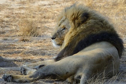 Zimbabwe, Midlands Province, Gweru, Antelope Park home to ALERT (African Lion and Environmental Research Trust), Yvonne Gordon is in charge of the observation of the behavior of lions to be released in a pride in a national park, here in zone 2 adult females end their cub with the male that have born the lions to be released