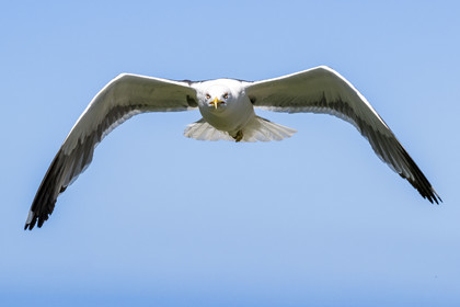 France, Finistère (29), Pays des Abers, Ile Vierge dans l'archipel de Lilia, goéland
