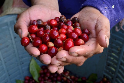 Panama, Chiriqui province, Boquete, Coffee Plantation Finca Lerida, catuai coffee beans harvesting