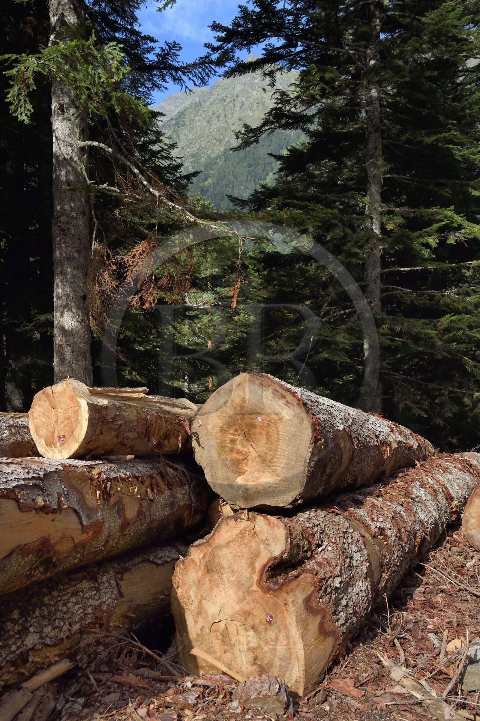 France, Hautes-Pyrénées (65), Saint-Lary-Soulan, vallée du Rioumajou, stockage de grumes