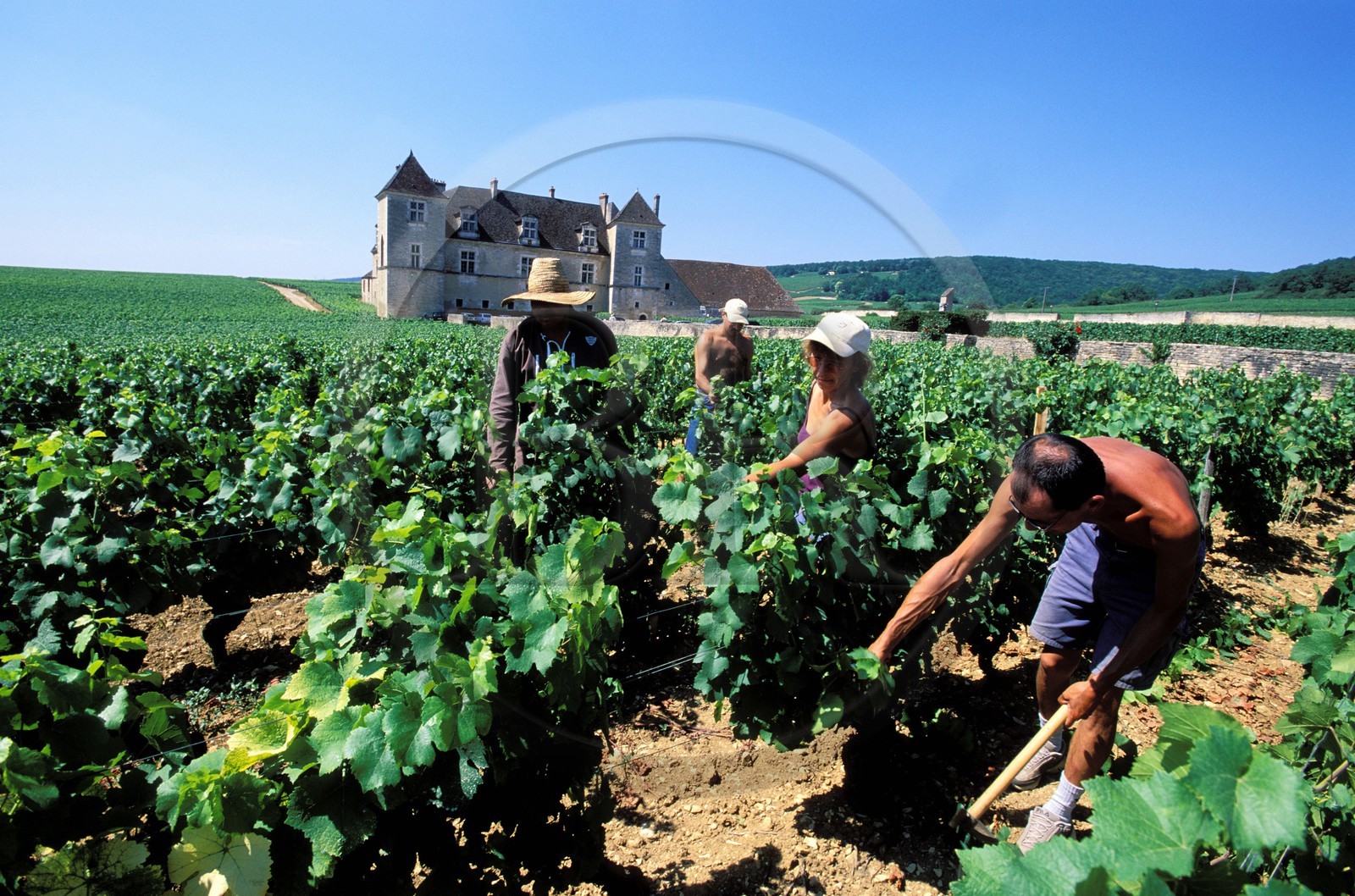 France, Côte-d'Or (21), château du Clos de Vougeot, entretien des vignes