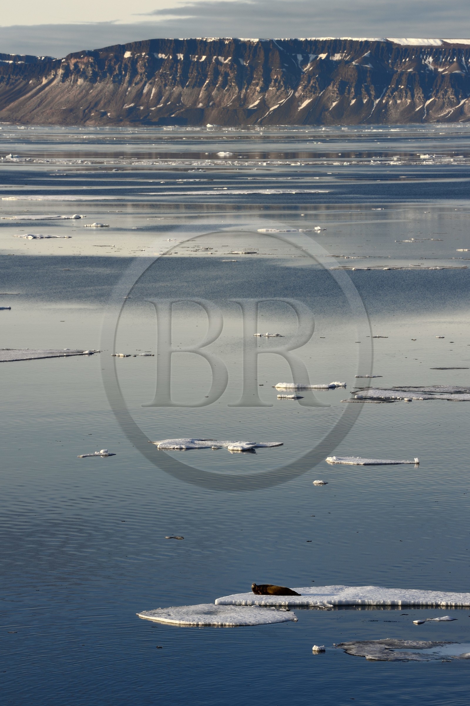 Groenland, cote Nord-Ouest, Smith sound au nord de la baie de Baffin à Inglefield Land, phoque barbu (Erignathus barbatus) allongé sur un morceaux de glace de la banquise arctique
