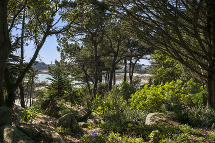 France, Finistère (29), Iles du Ponant, Ile de Batz, jardin Georges Delaselle ou jardin colonial, jardin exotique présentant une collection botanique provenant des cinq continents