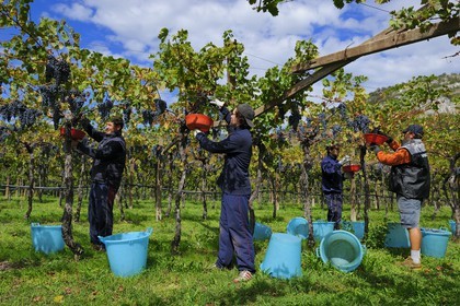 Italy, Verona province, Rivoli Veronese, harvest in the vineyards