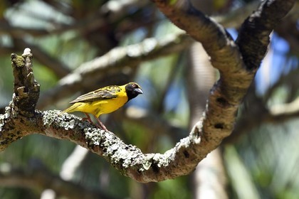 France, Reunion island (French overseas department), Reunion National Park, listed as World Heritage by UNESCO, Sainte-Rose, Anse des Cascades, village weaver (Ploceus cucullatus) also known as the spotted-backed weaver or black-headed weaver