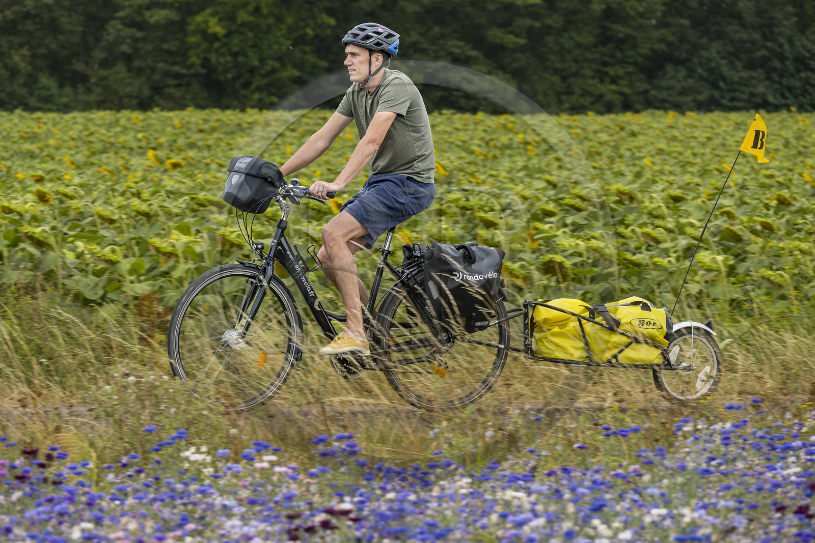 France, Maine-et-Loire (49), vallée de la Loire classée au Patrimoine Mondial par l'UNESCO, Saumur vers Saint-Hilaire, randonnée à bicyclette avec une remorque transportant le matériel de camping