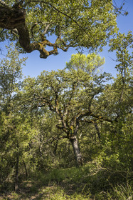 France, Var (83), Provence Verte, Bras, Académie du Bain de Forêt Provençale, forêt du domaine Le Peyrourier - une campagne en Provence