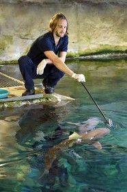 France, Pyrénées-Atlantiques (64), Pays-Basque, Biarritz, l'Aquarium - le Musée de la Mer, Jean Baptiste Nurenberg nourrissant un requin à pointes noires (Carcharhinus melanopterus)