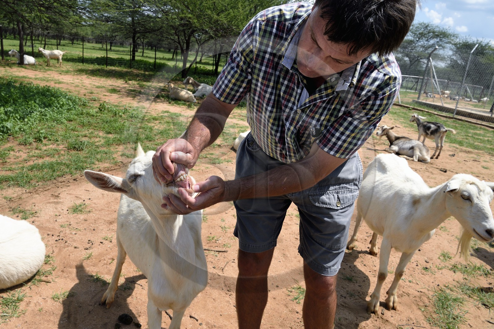 Namibia, Otjiwarongo, Cheetah Conservation Fund, research and education centre, Alpine goats breeding for milk production and the Farms Manager Johan Britz