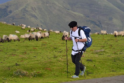 France, Pyrenees Atlantiques, Basque Country, Camino de Santiago (the Way of St. James) on the GR 65 between Saint Jean Pied de Port and Roncesvalles, pilgrim walking in the middle of a manech blackhead sheep flock