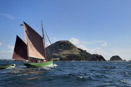 France, Côtes-d'Armor (22), Perros-Guirec, archipel et réserve ornithologique de Sept-Iles, le voilier traditionnel Sant C'hireg (Saint Guirec) devant l'Ile Rouzic et sa colonie de fous de Bassan (Morus bassanus)