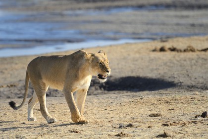 Zimbabwe, province de Matabeleland septentrional, parc national Hwange, lion (Panthera leo) autour d'un point d'eau