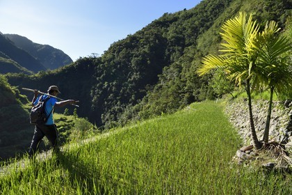 Philippines, Ifugao province, Banaue rice terraces around the village of Cambulo, listed as World Heritage by UNESCO
