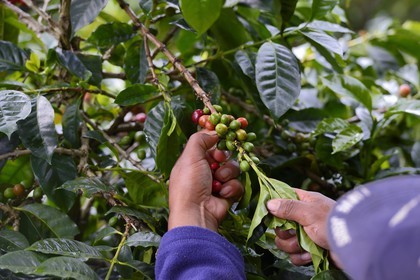 Panama, Chiriqui province, Boquete, Coffee Plantation Finca Lerida, catui coffee beans harvesting