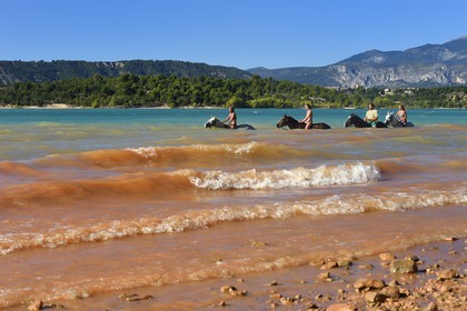 France, Var (83), Parc Naturel Régional du Verdon, lac de Sainte Croix, randonnée équestre avec Verdon Equitation, baignade des chevaux interdite depuis peu (octobre 2014)