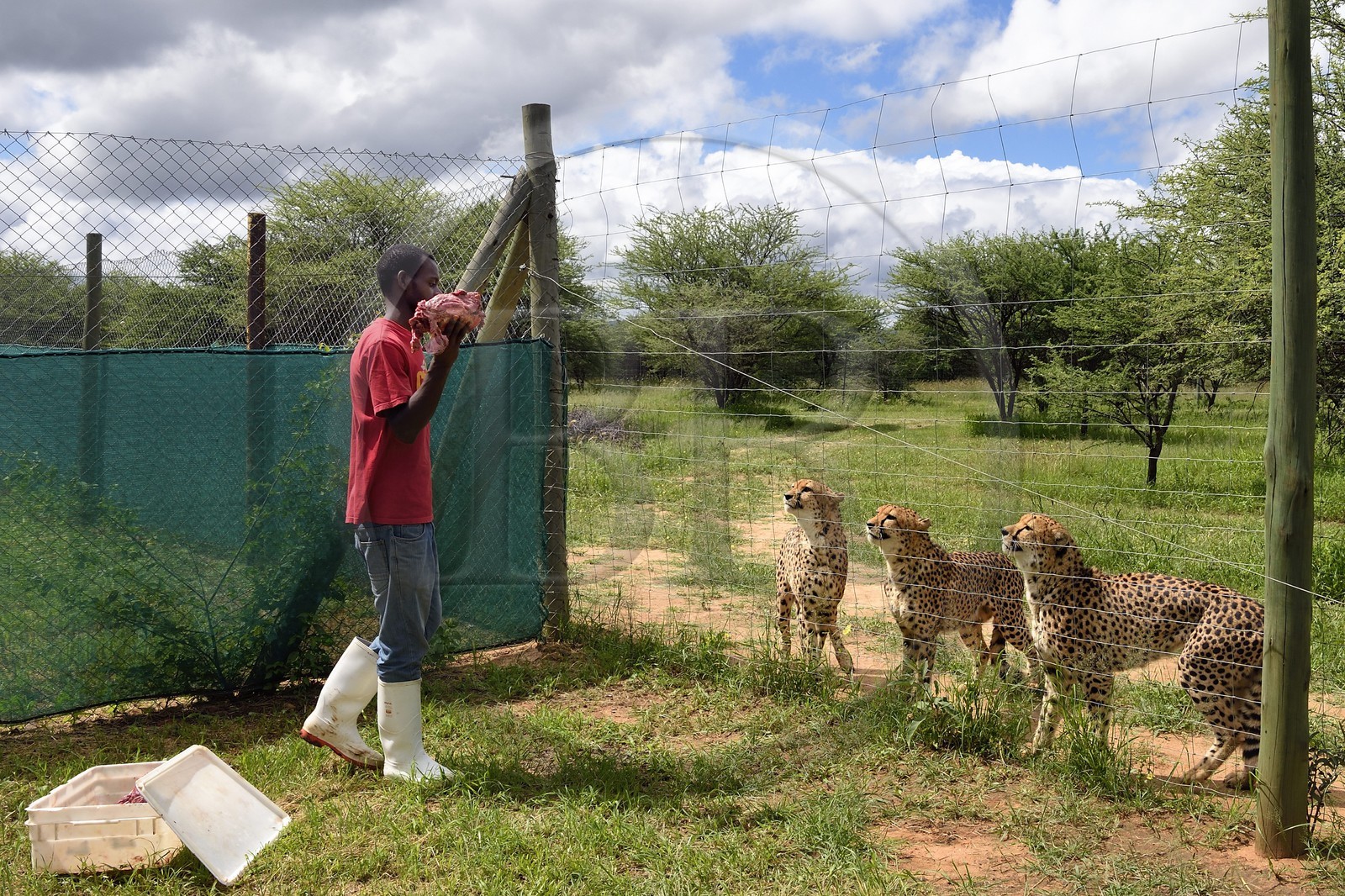 Namibie, Otjiwarongo, Cheetah Conservation Fund, centre de recherche et d'éducation, nourrissage de guépards (Acinonyx jubatus)