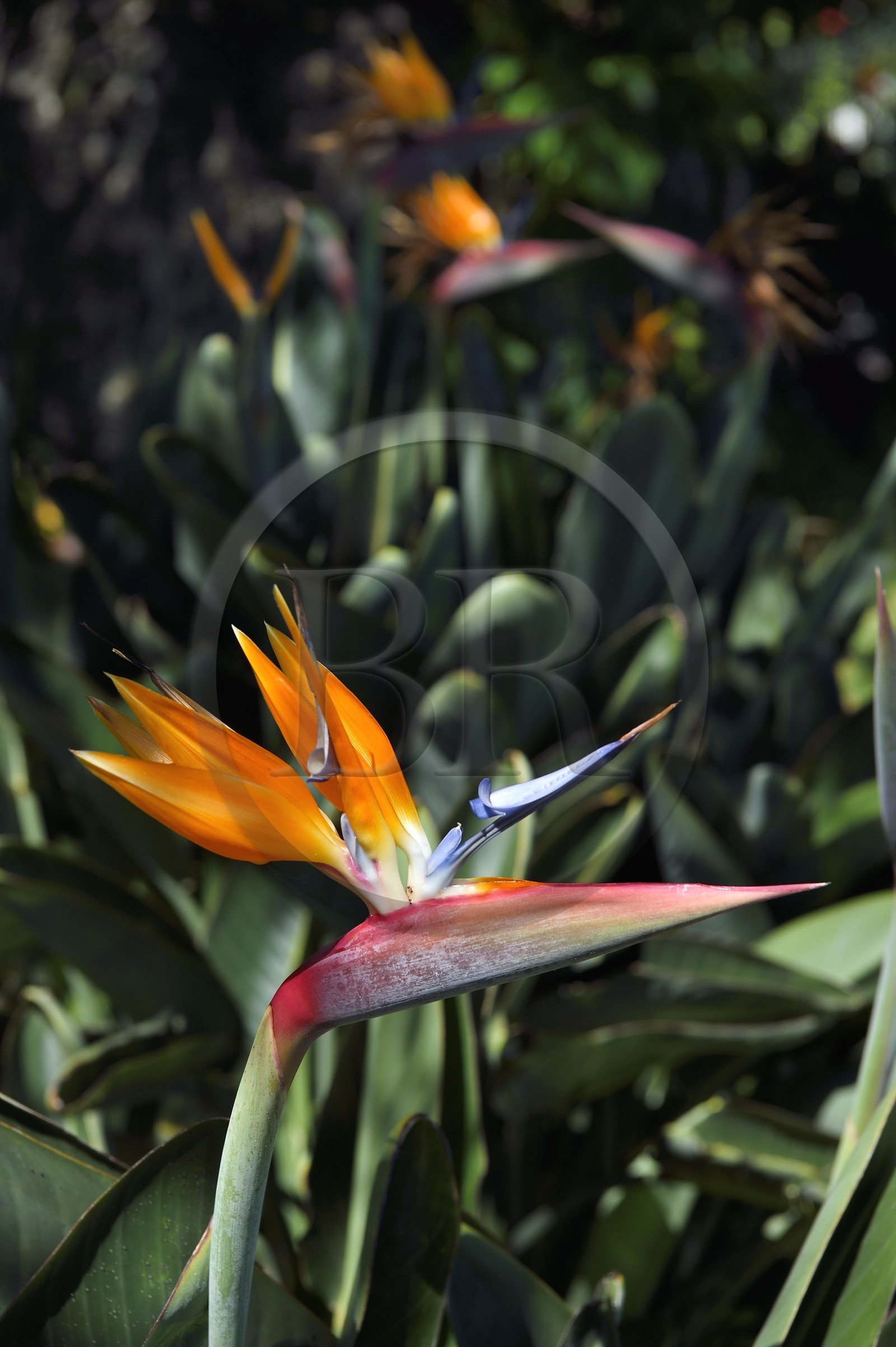 Portugal, Ile de Madère, Funchal, oiseau du paradis (Strelitzia reginae)