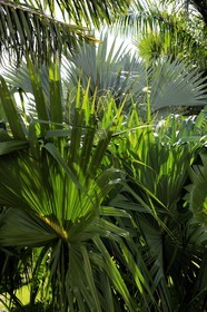 France, île de la Réunion, palmier