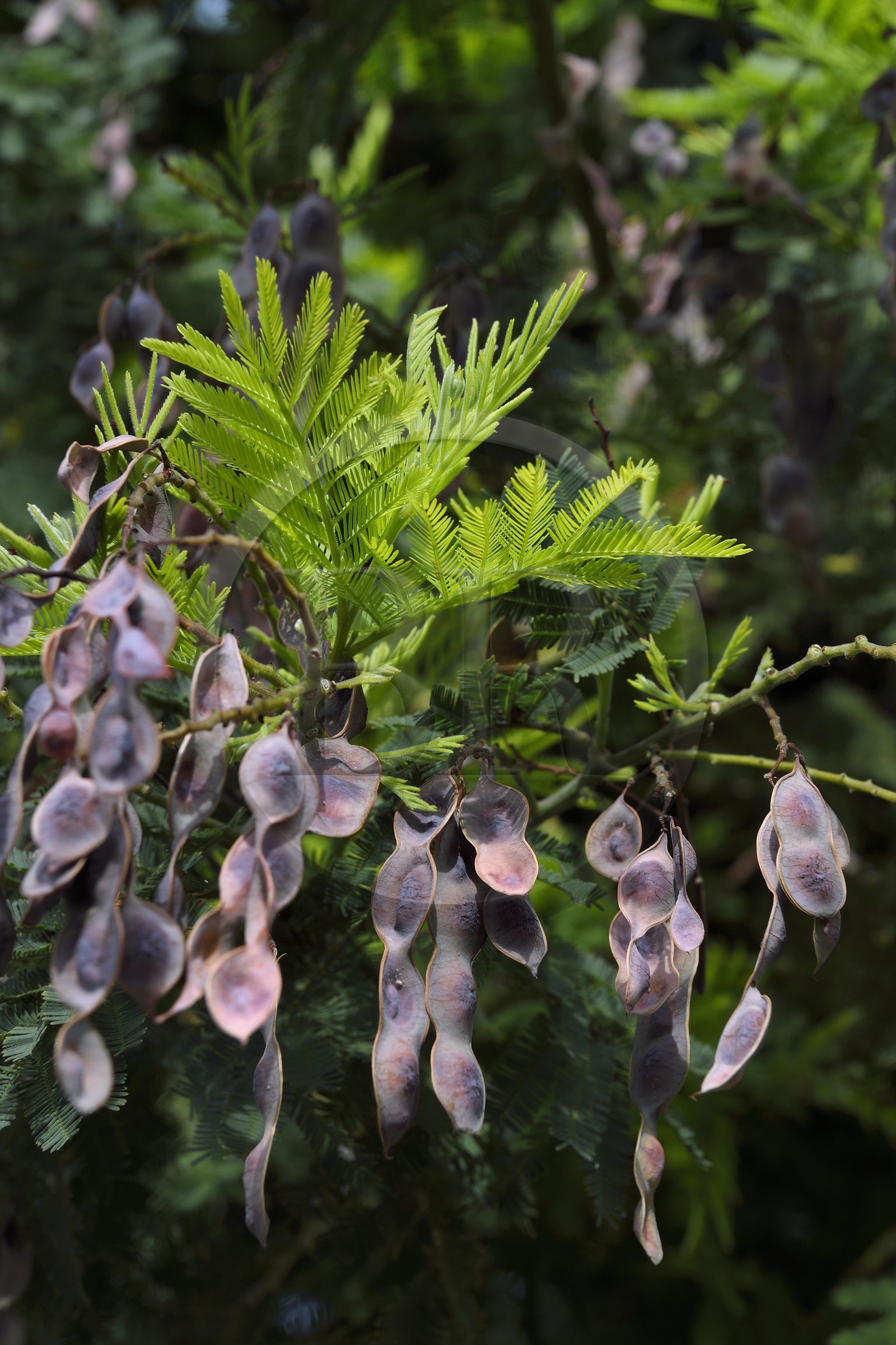 France, Var (83), Bormes-les-Mimosas, cosses de mimosa en début d'été